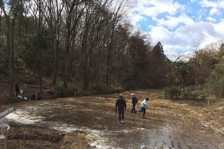 寒波が来たので冬期湛水している田んぼは厚い氷に覆われました。