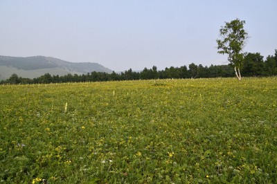 物凄い密度のお花畑。これが自然に存在することに驚きです。