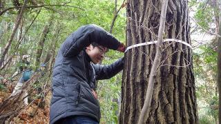houga_forest%20%2813%29.jpg